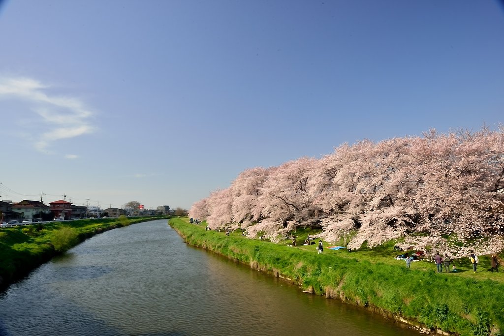 地元桜