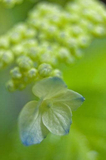 山紫陽花