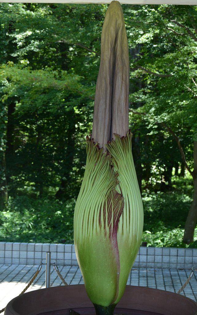 ショクダイオオコンニャク開花前日？