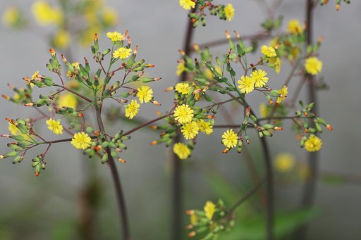庭に咲く雑草