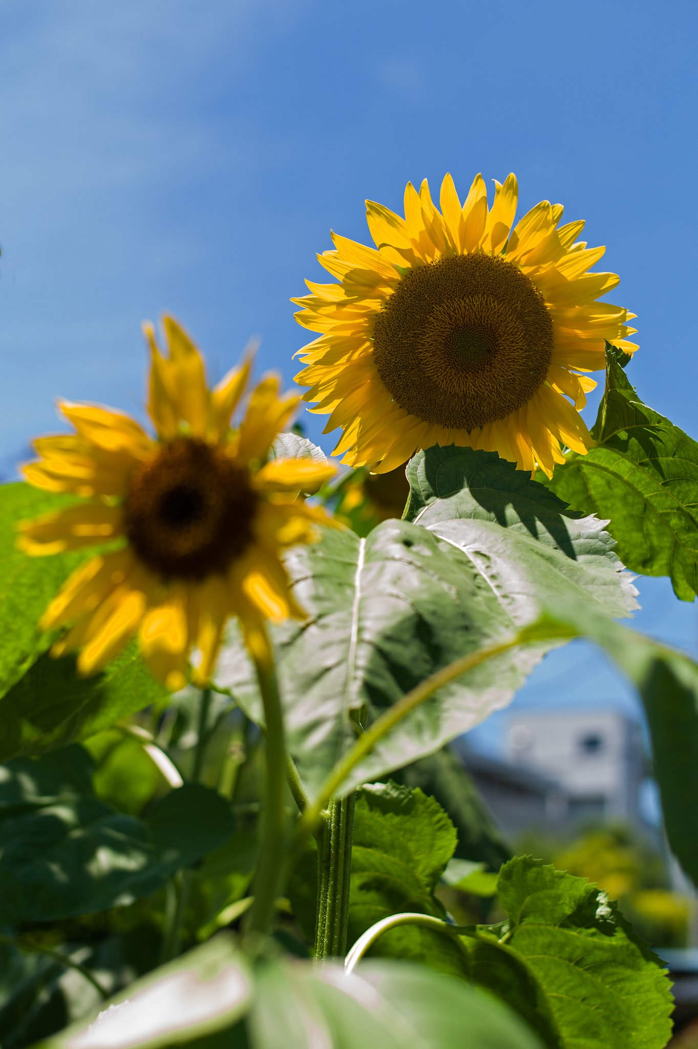 EF-S 15-85mm F3.5-5.6 IS USM