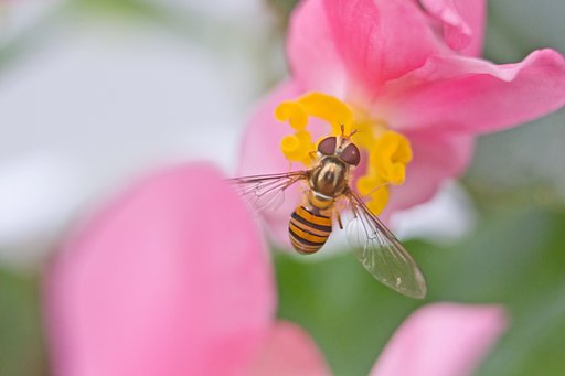 小さなベゴニアの花（2.5cmくらい）に ２