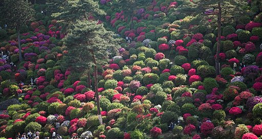 つつじ