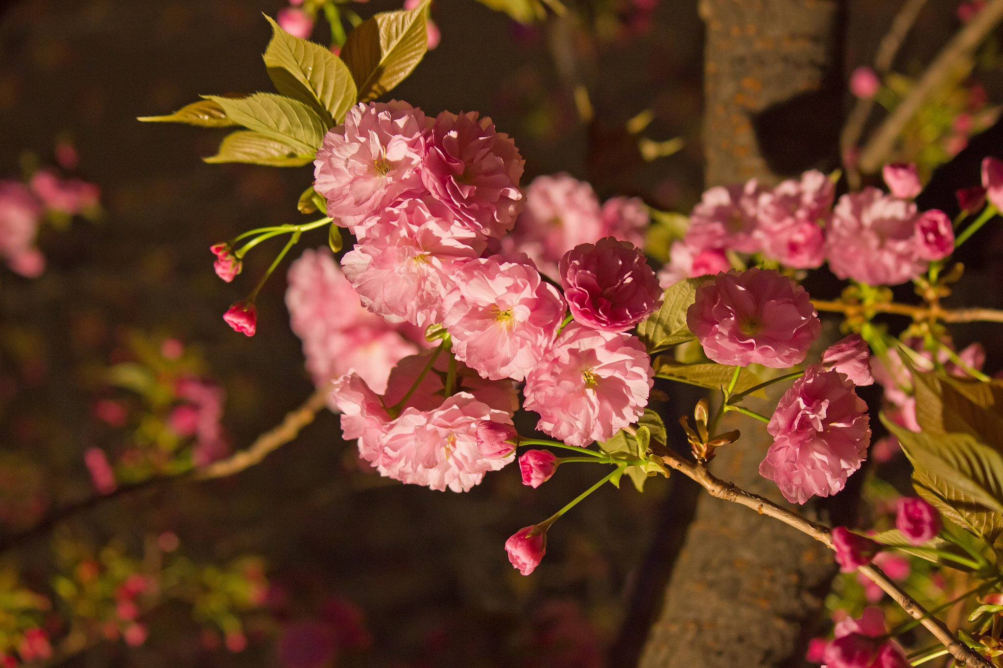 八重の夜桜