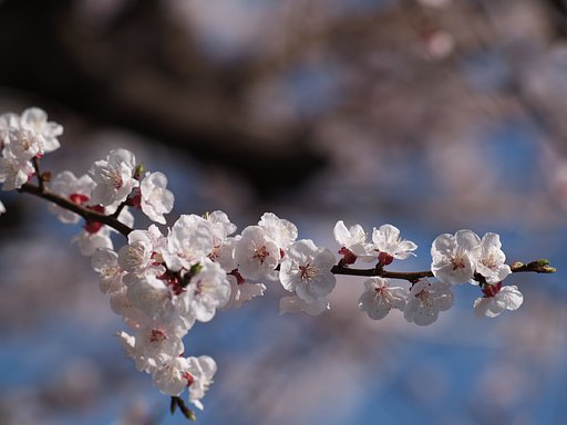 花後の楽しみ