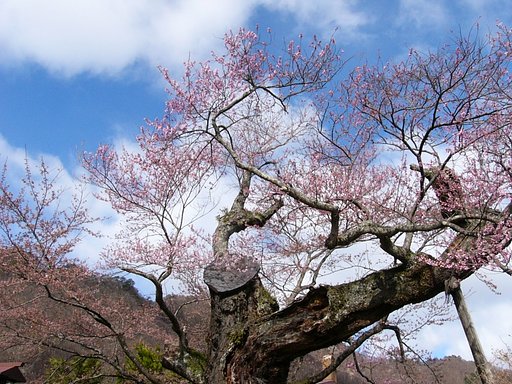 さかさ桜