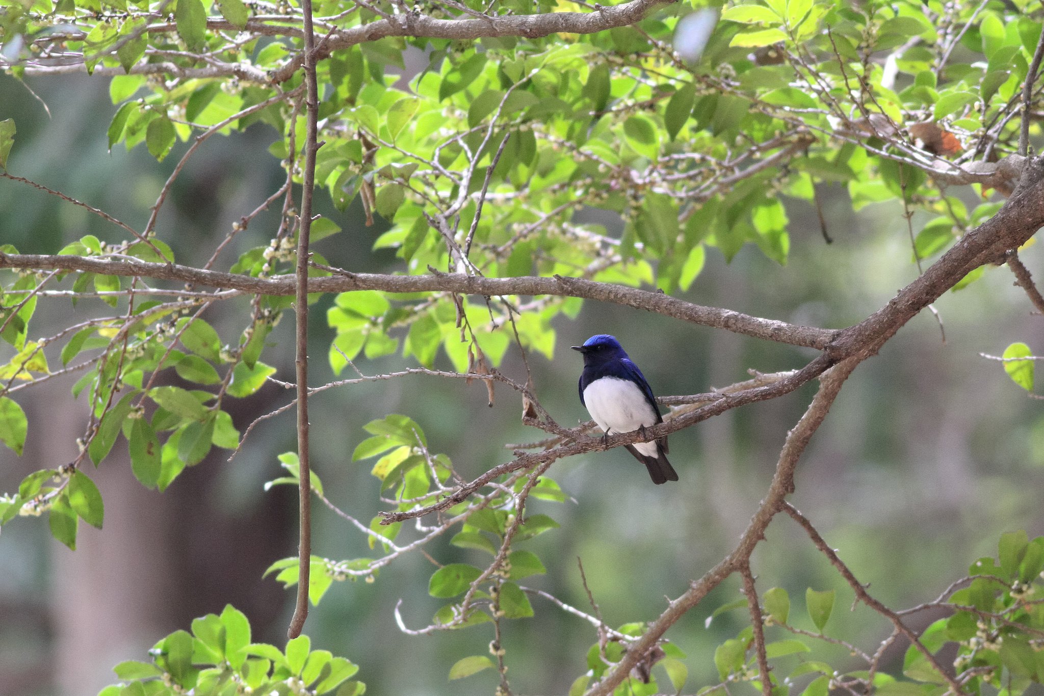 夏の使者来園