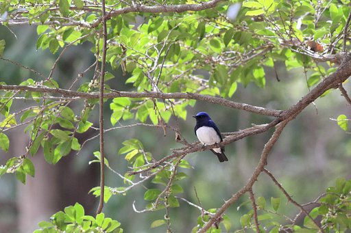 夏の使者来園
