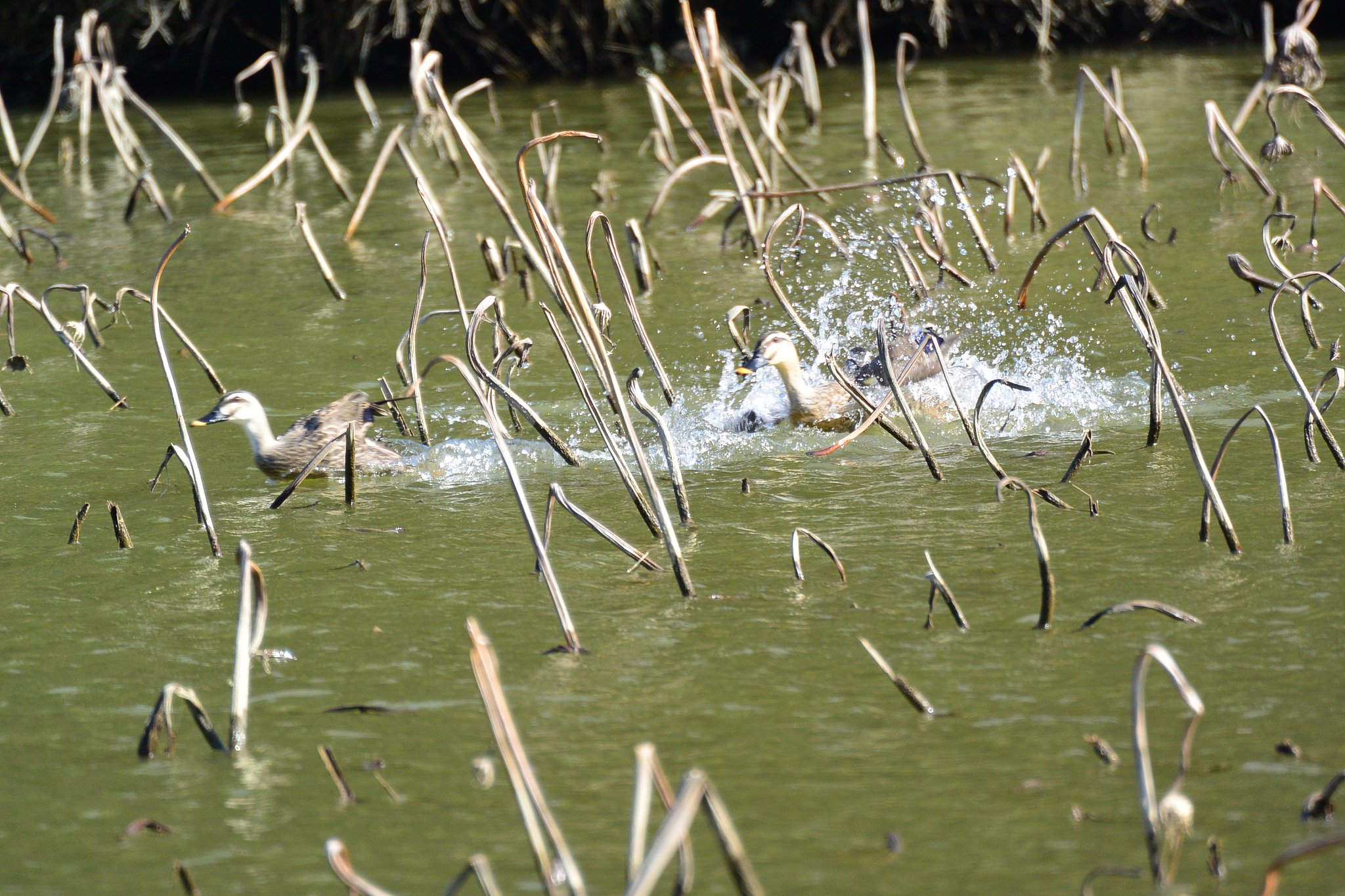 あっち行け！コラッ！