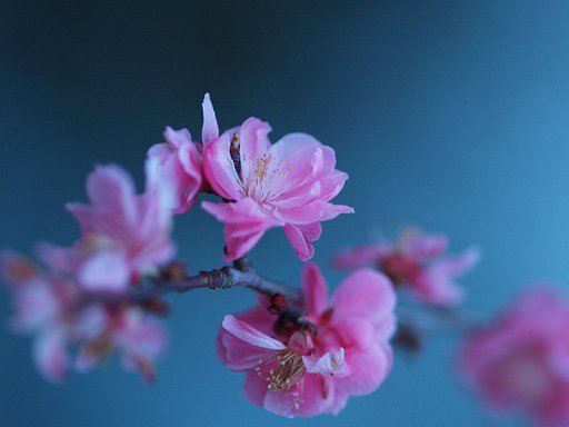【春】お城の梅、今いいかんじ。