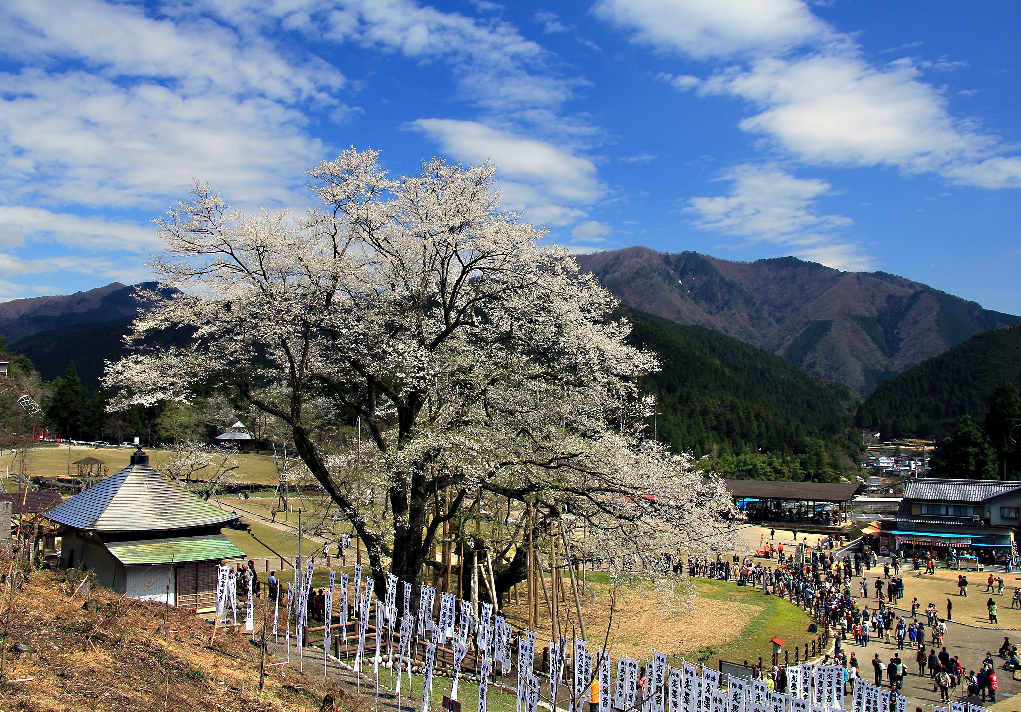 淡墨桜