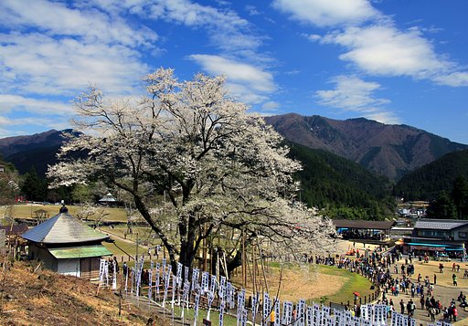 淡墨桜
