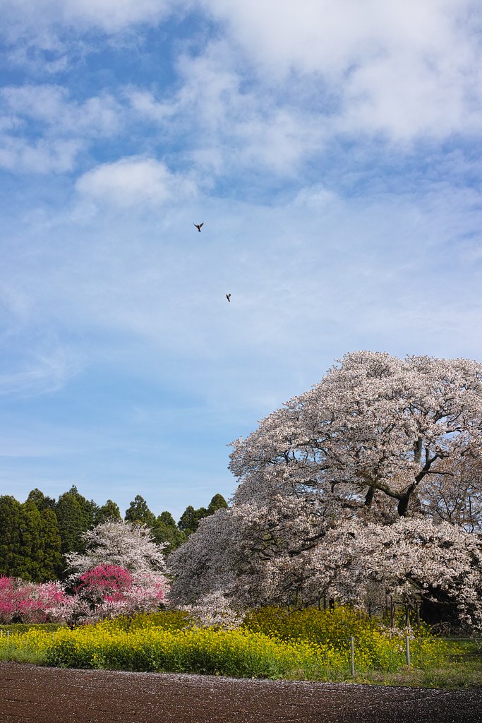 吉高の大桜