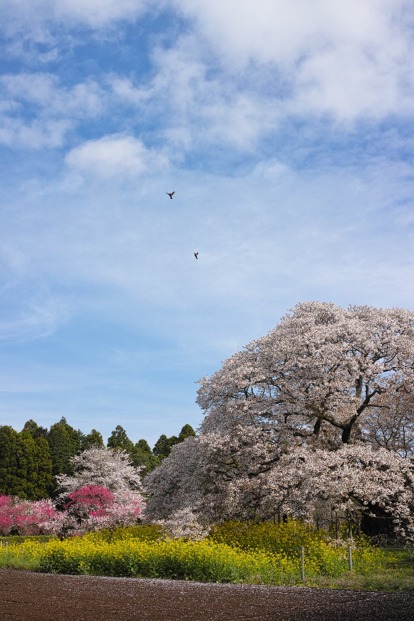 吉高の大桜