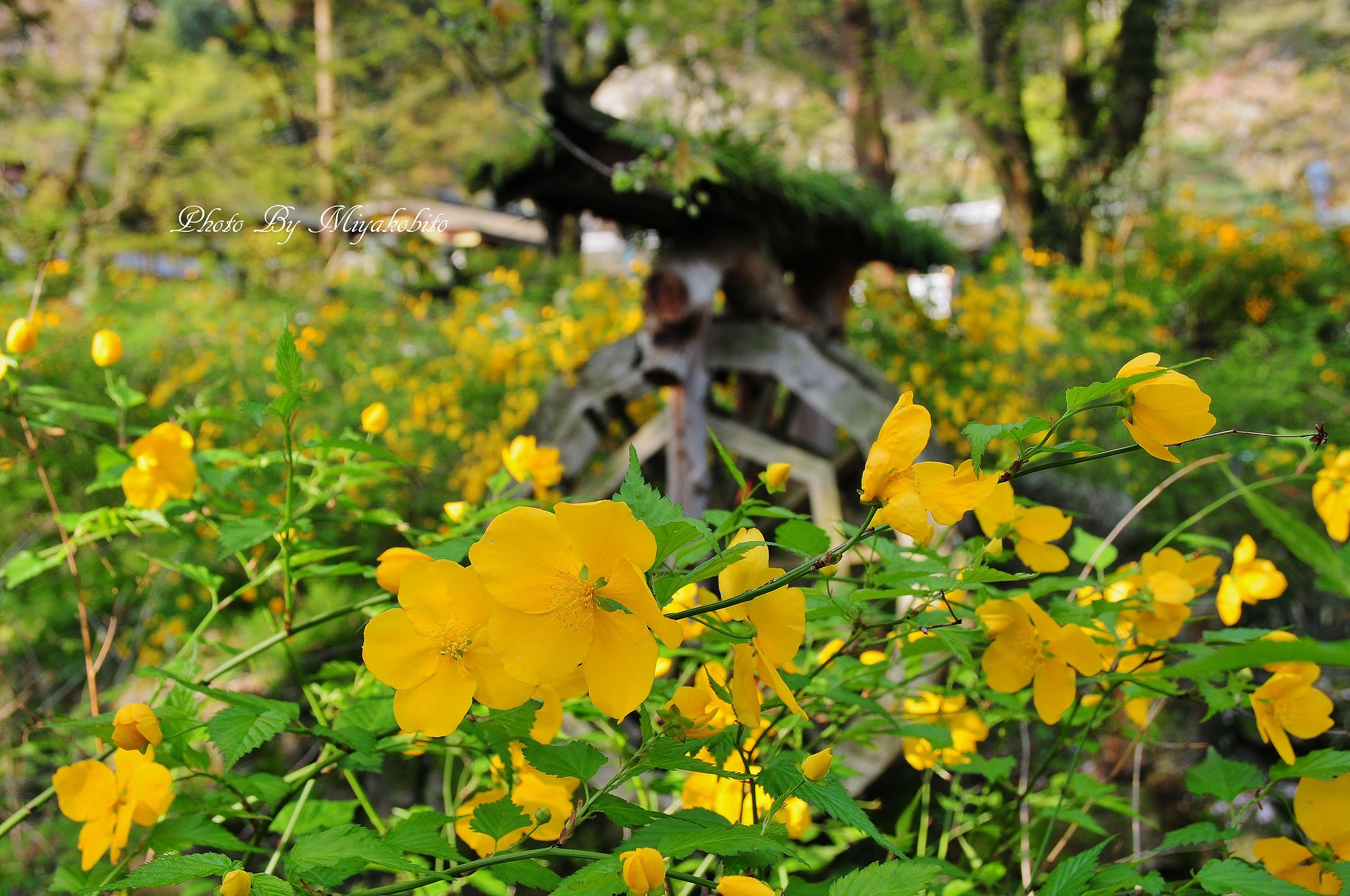 山吹祭り（松尾大社）