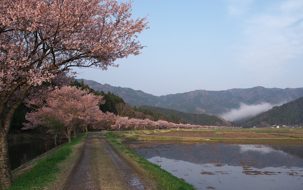 奥三河の春