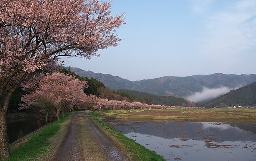 奥三河の春