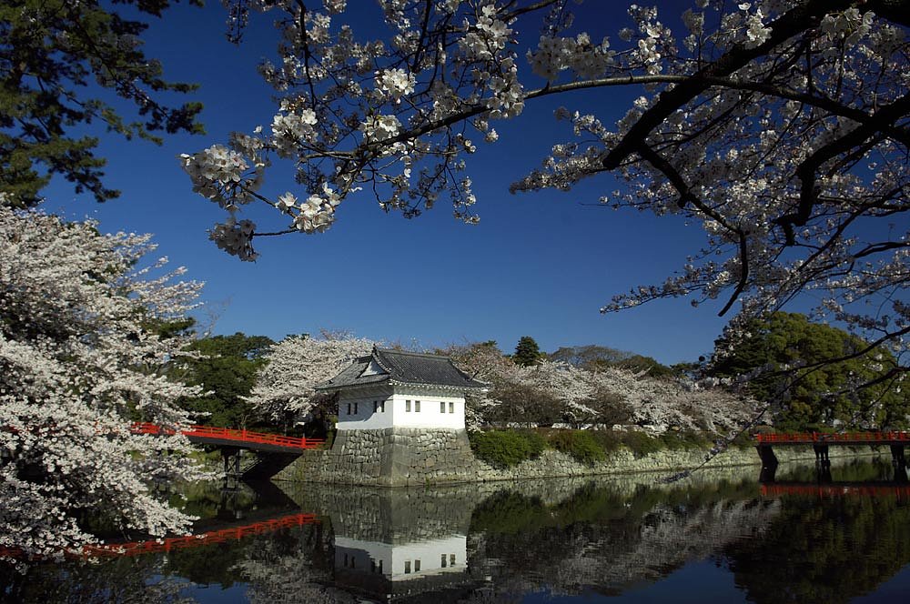 小田原城桜
