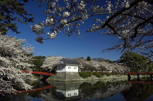 小田原城桜