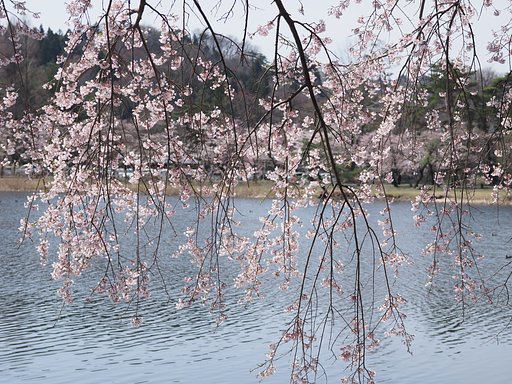 枝垂れ桜と漣と