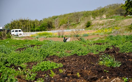 農道の景色（2）キジのほろうち（母衣打ち）