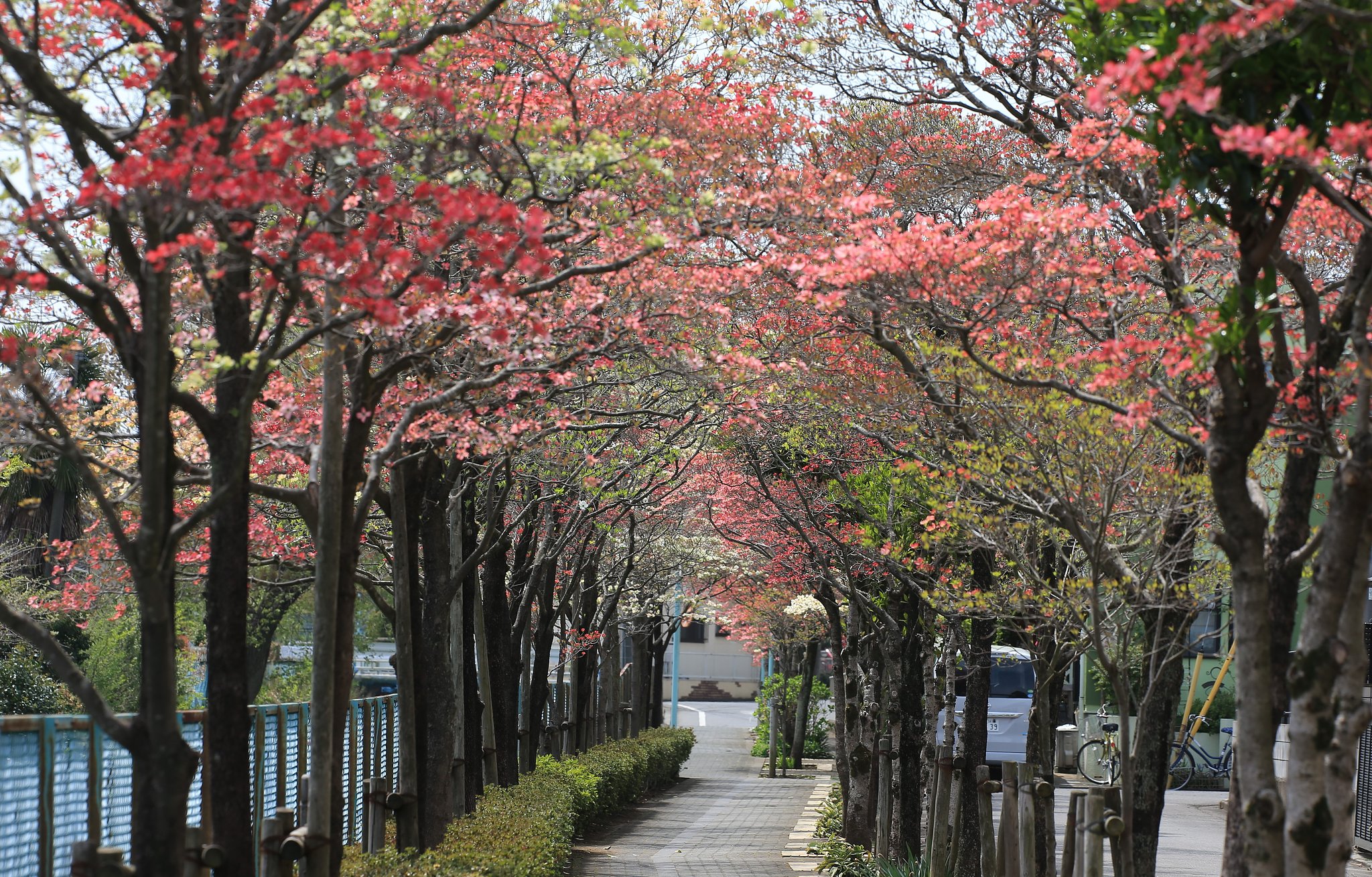 ハナミズキ咲く歩道