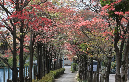 ハナミズキ咲く歩道