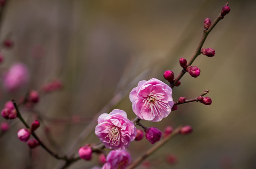 SIGMA MACRO 70mm F2.8 