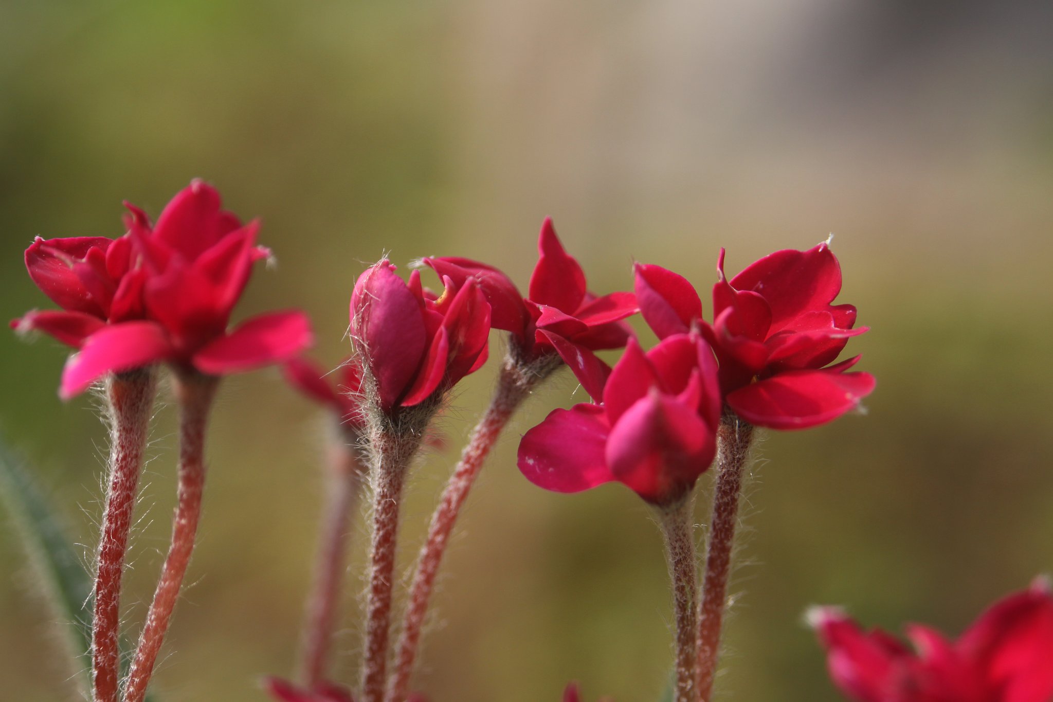 EF28-80 F3.5-5.6  Ⅱｉ＋CloseUP　ｌＥＮＳ　NO５