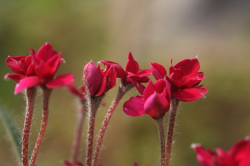 EF28-80 F3.5-5.6  Ⅱｉ＋CloseUP　ｌＥＮＳ　NO５