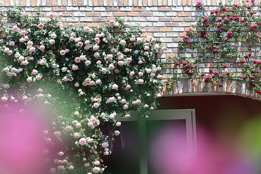 薔薇の幼稚園