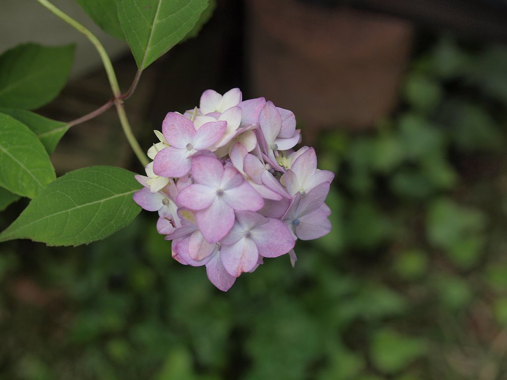 紫陽花