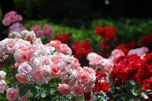 薔薇