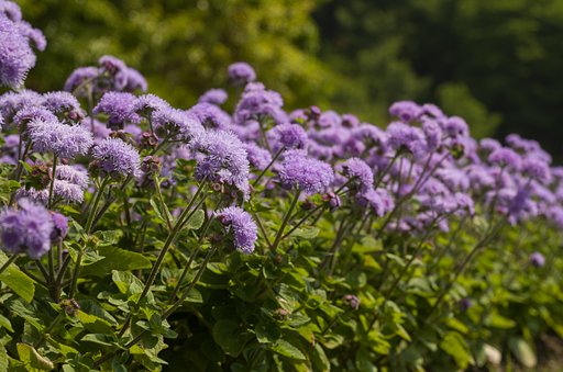 SIGMA MACRO 70mm F2.8 