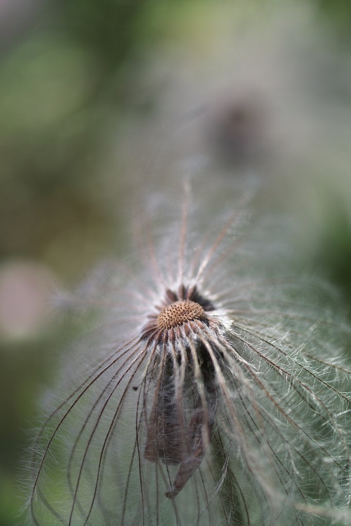 PENTAX FA50mmF2.8マクロ
