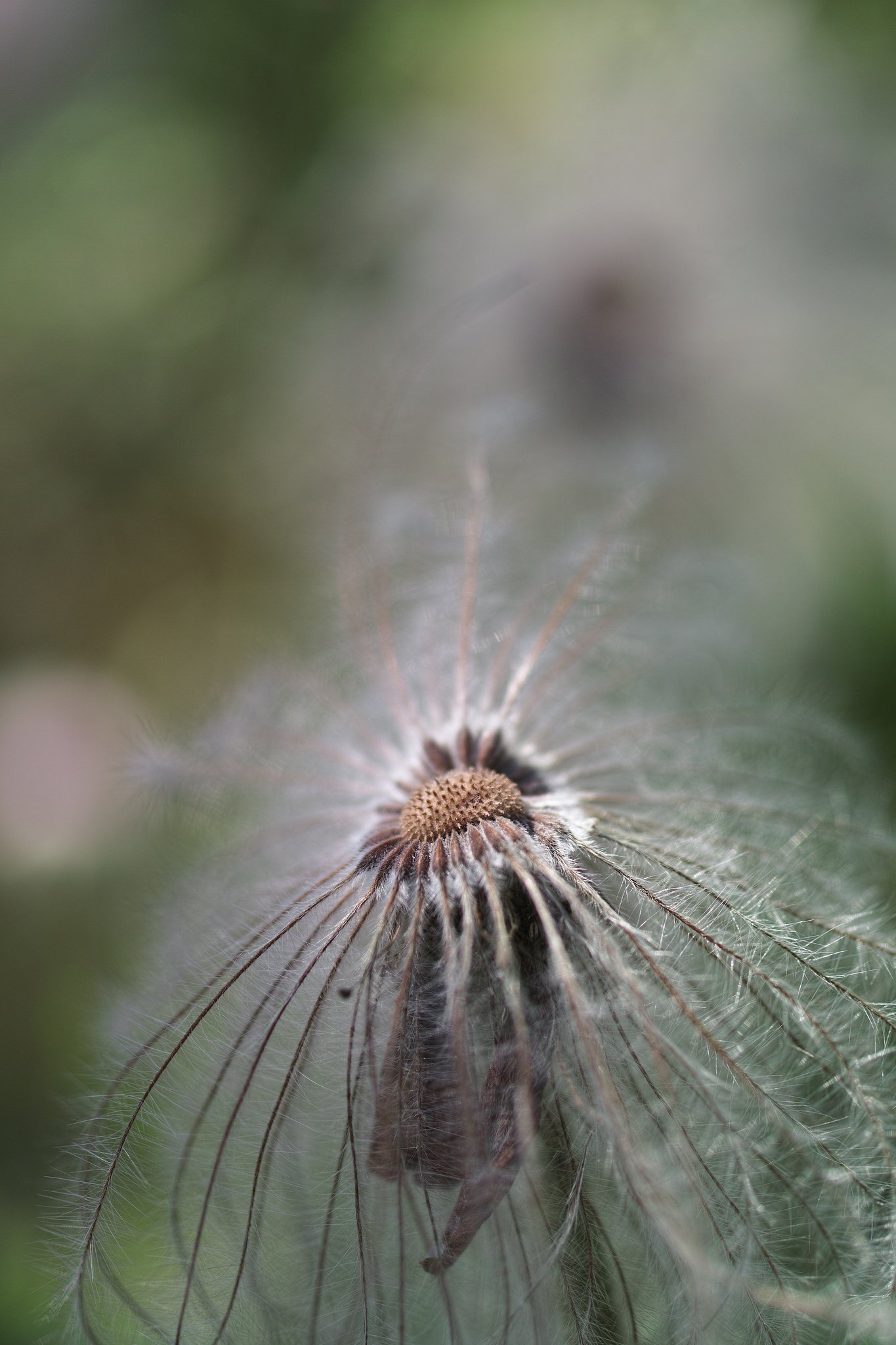 PENTAX FA50mmF2.8マクロ