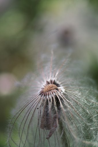 PENTAX FA50mmF2.8マクロ