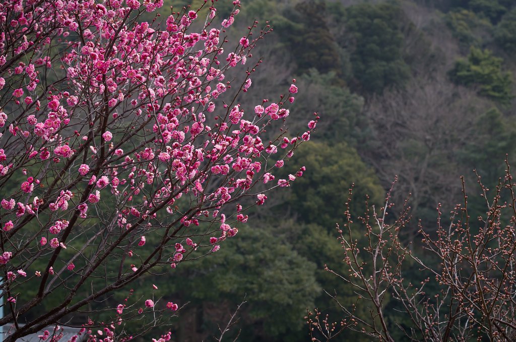 SIGMA MACRO 70mm F2.8 