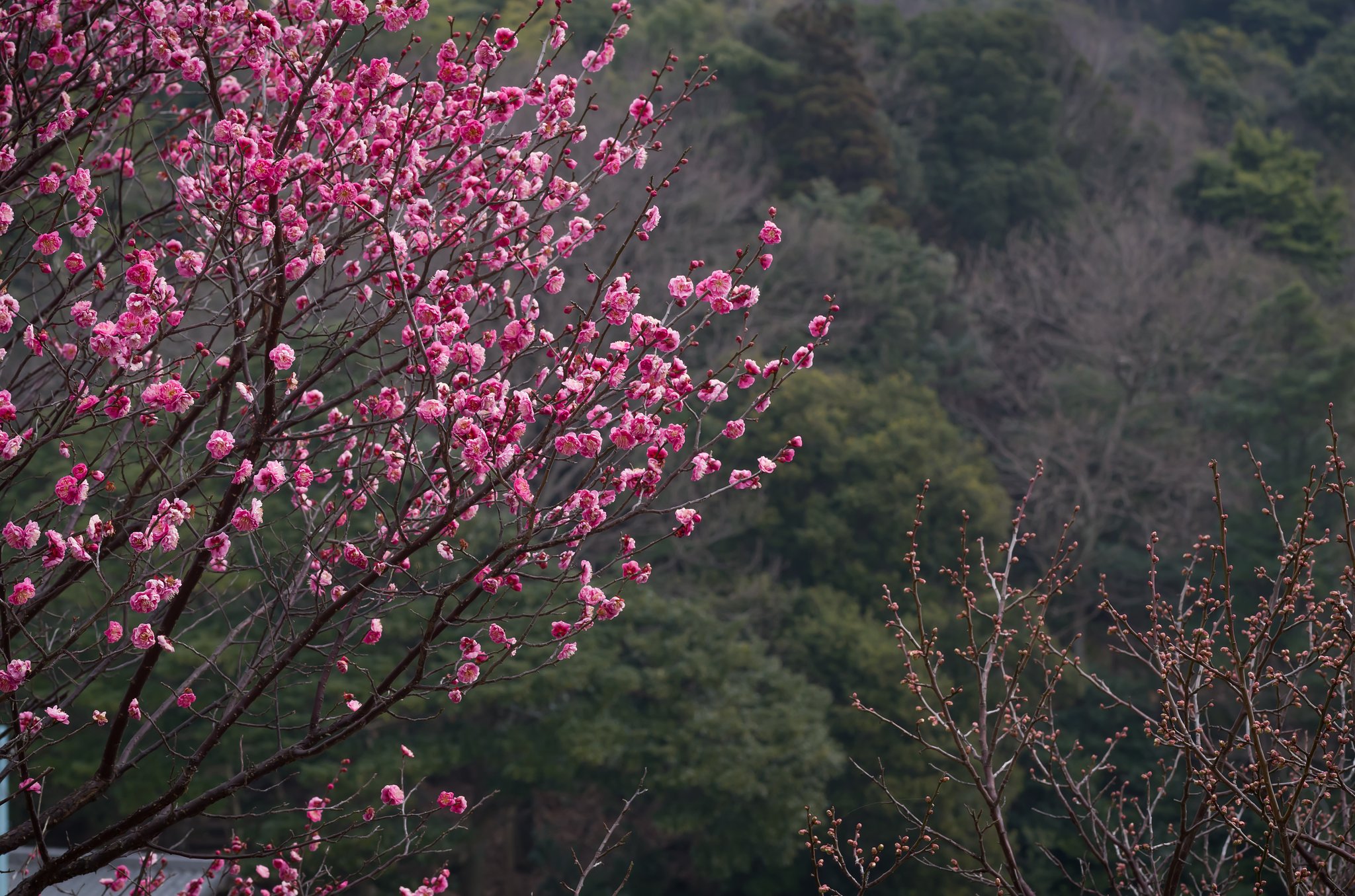 SIGMA MACRO 70mm F2.8 