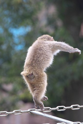 八艘飛び