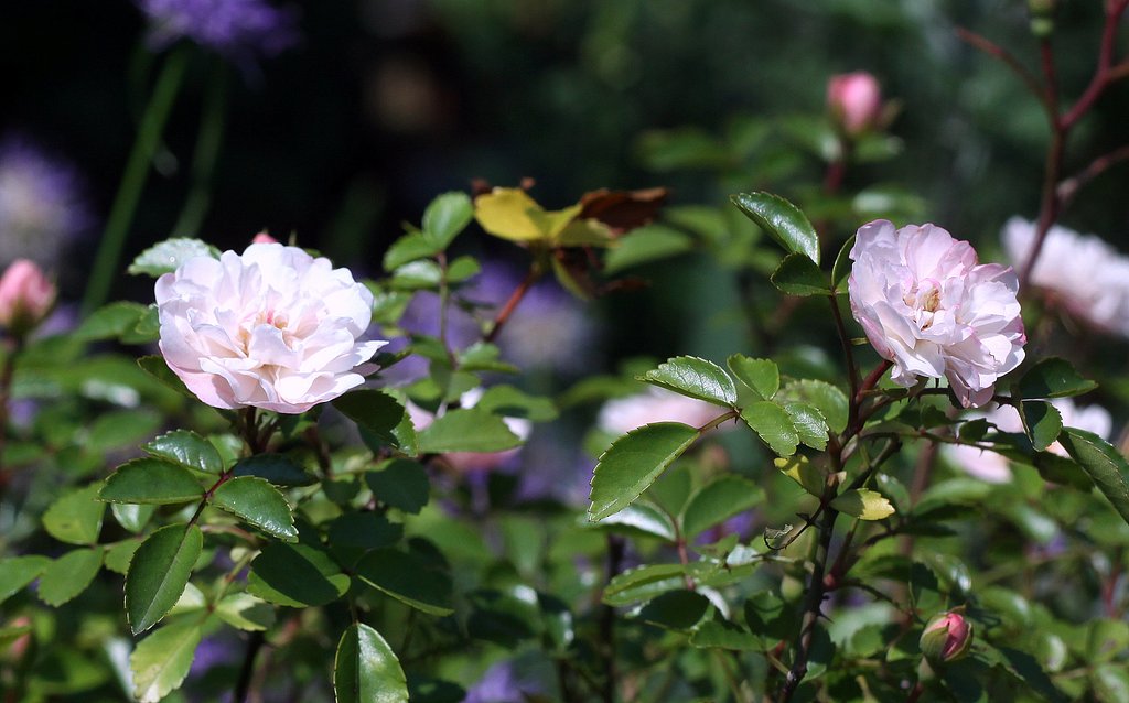 Olympus OM Zuiko 1:1.8 f=50mm