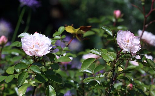 Olympus OM Zuiko 1:1.8 f=50mm