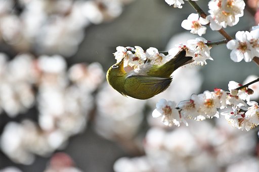 ひとりじめ