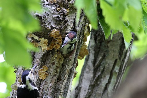 巣立ちを促す親鳥