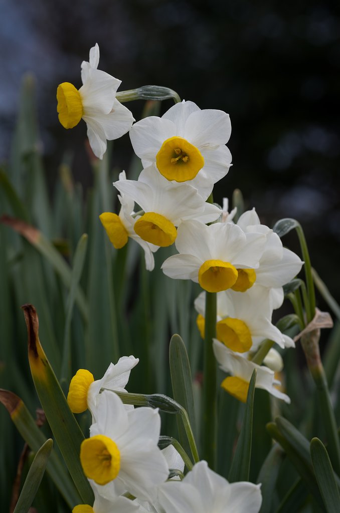 SIGMA MACRO 70mm F2.8 