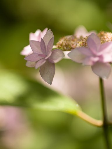 紫陽花