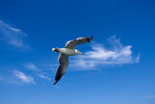 初めての飛びモノ