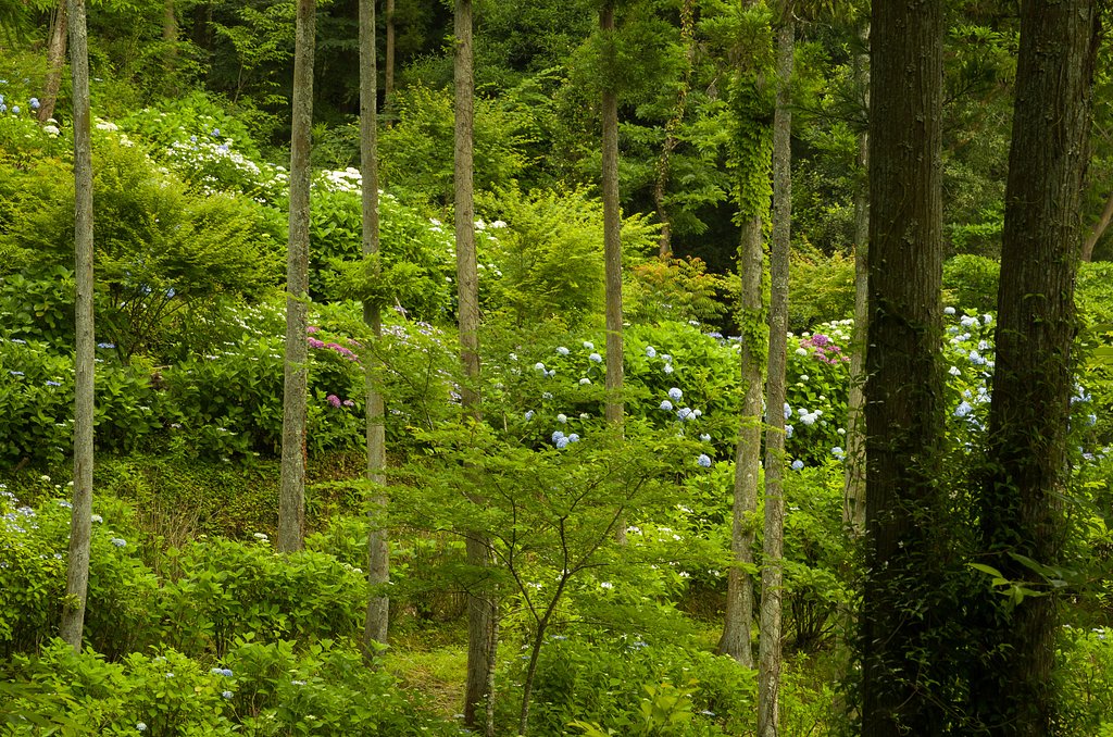 杉林