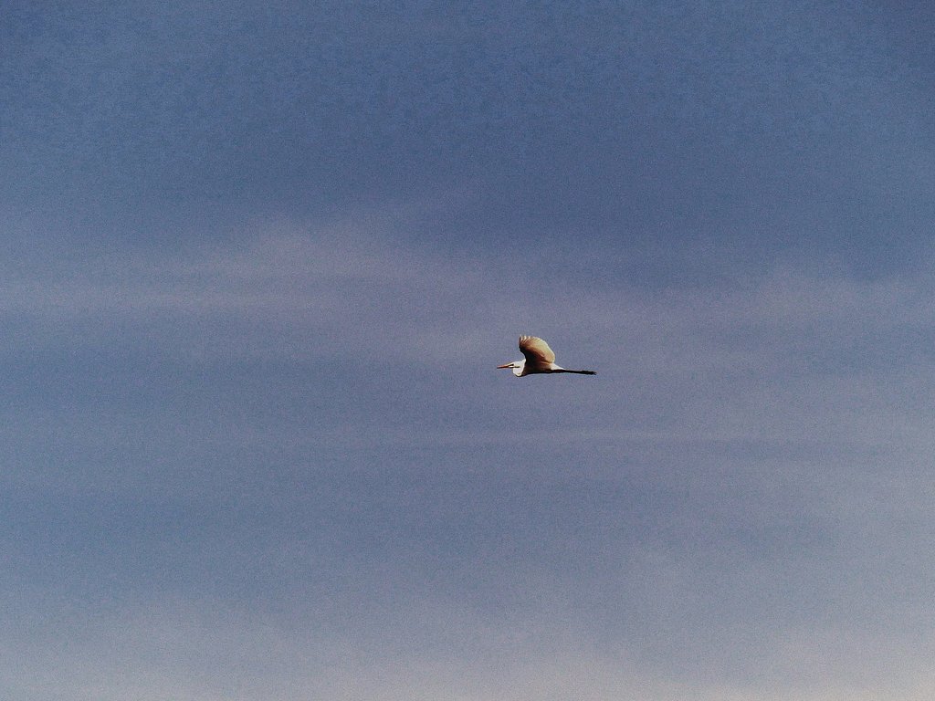 酷暑空を飛ぶシラサギ