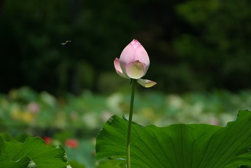 一枚半【広がる】